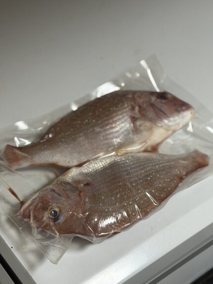 IKAN THAI 2ekor