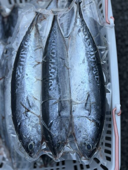 IKAN TONGKOL JUMBO 1,8kg